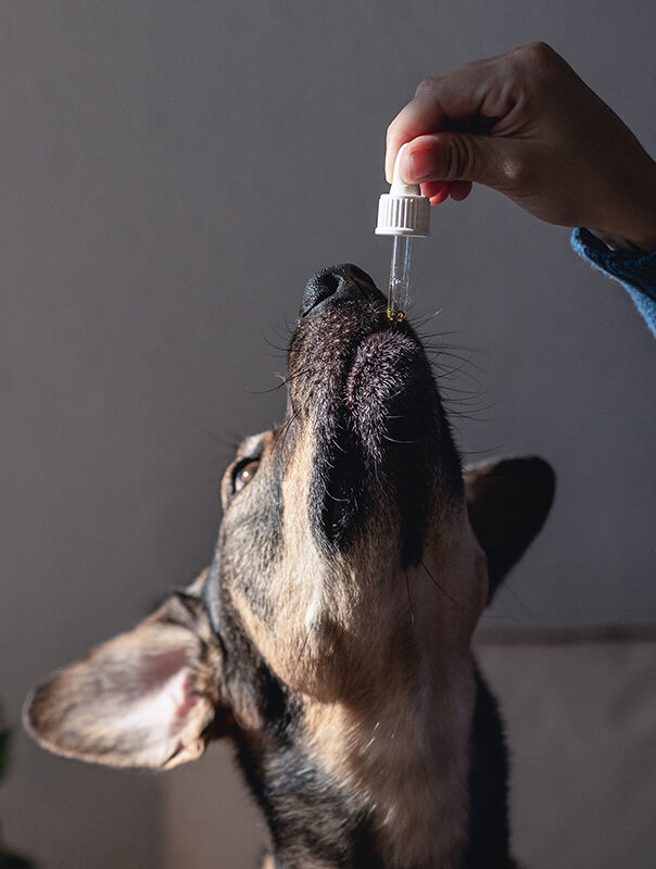 hand feeding dropper to dog